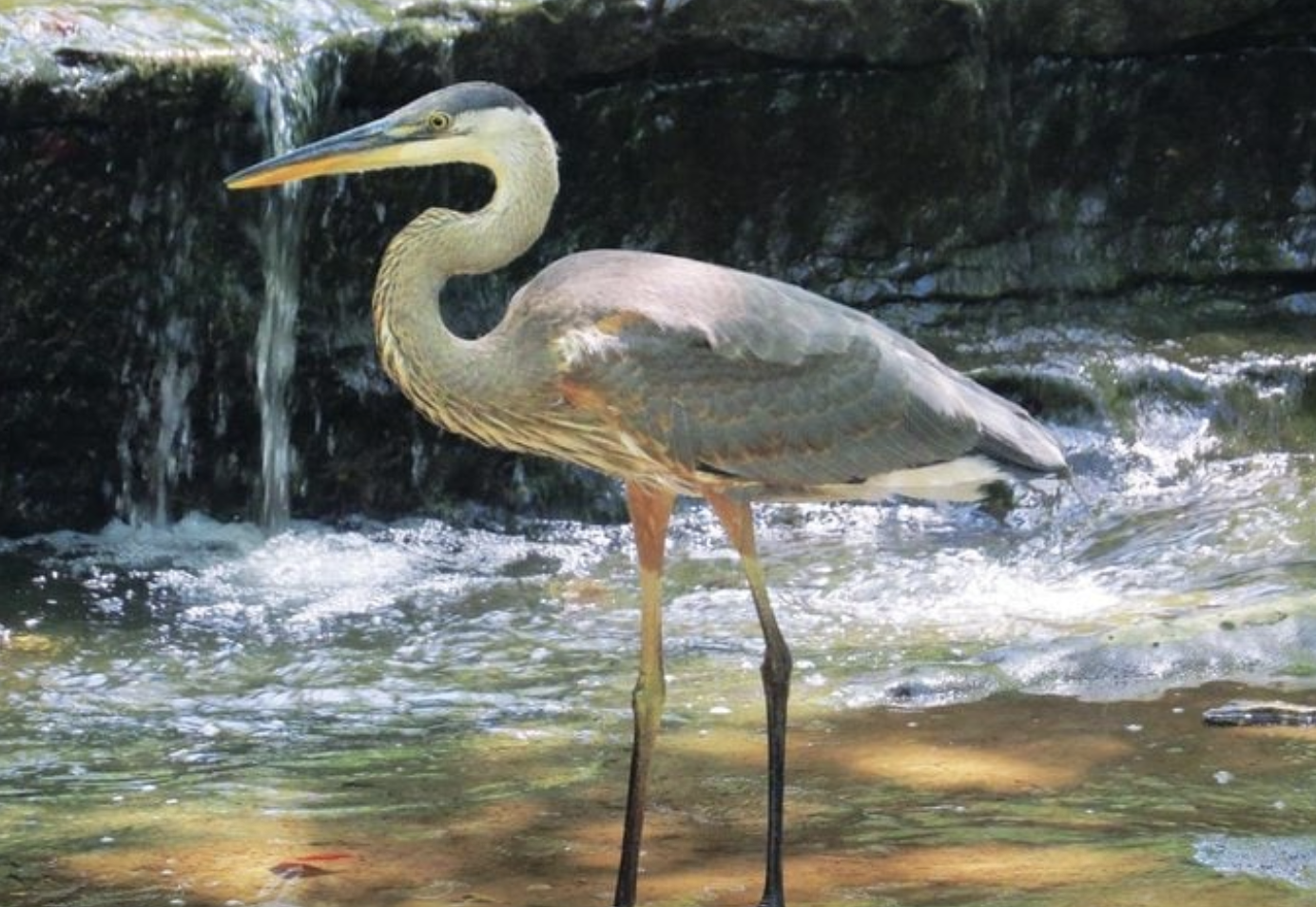 Does Your Birth Month Bird Match Your Personality?