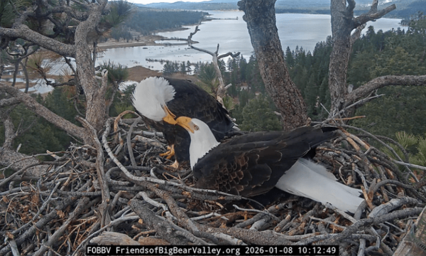 Jackie and Shadow Bald Eagles