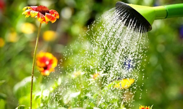 best time to water plants
