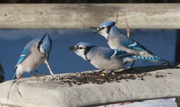 blue jay photo