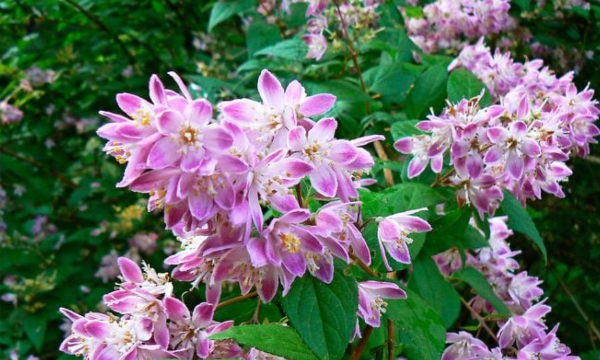 Ask the Experts: Deutzia Shrub Care