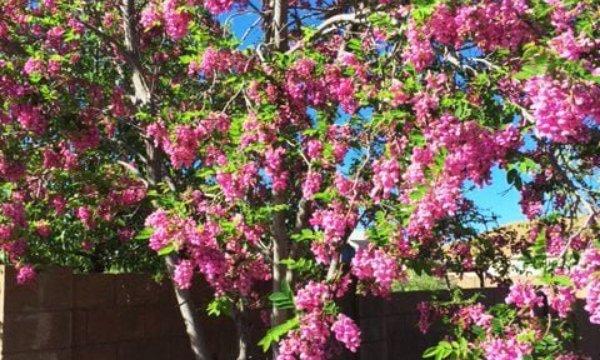 14 Dianerobinson Bbxmar18