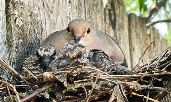 mourning dove nest