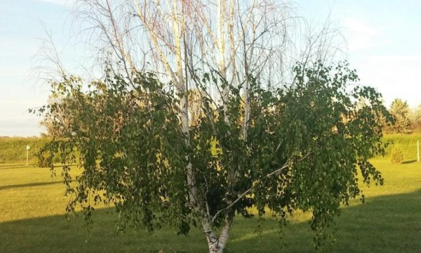 Bronze Birch Borer: Tree Damage and Treatment