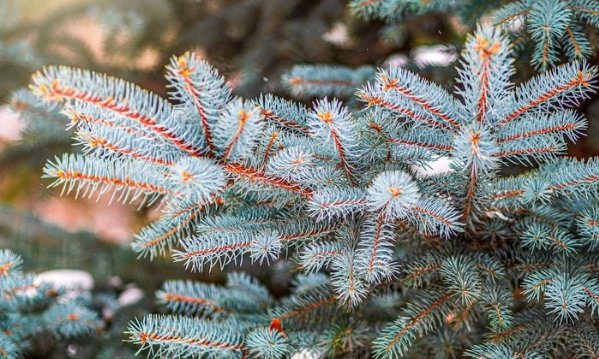 Snow Covered,branches,of,blue,spruce,with,needles,in,the,sunset