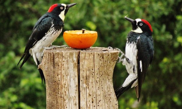 acorn woodpecker