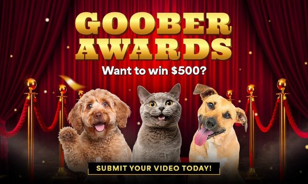 The Pet Collective's Goober Awards are back!