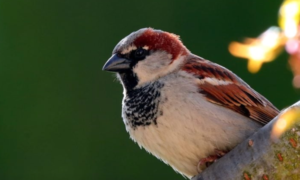 6 Invasive Birds That Are Nonnative to America
