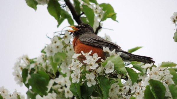 robin bird call