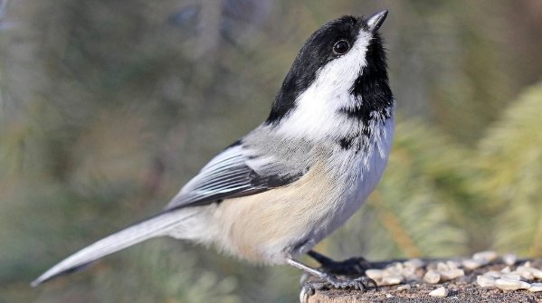 black-capped chickadee