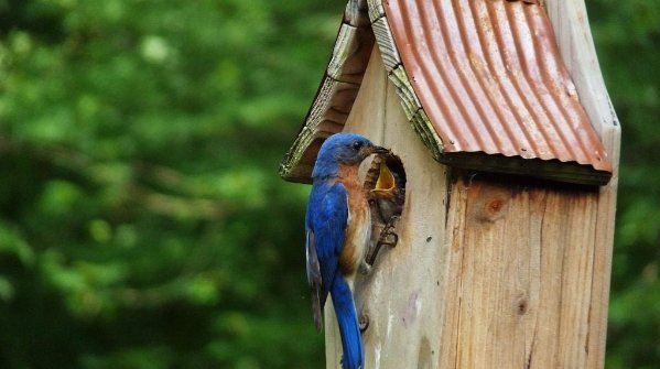 bluebird birdhouse placement