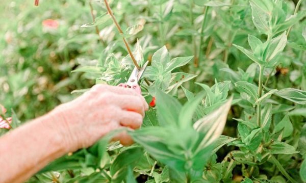 Flower Gardening