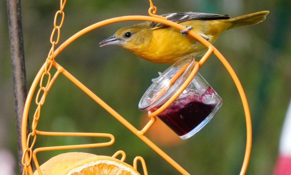 grape jelly for birds, how to keep birds away fruit trees