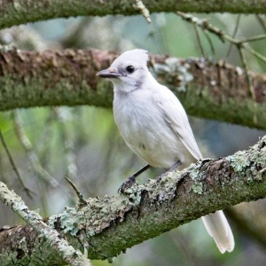 18 Photos of White Cardinals and Leucistic Birds