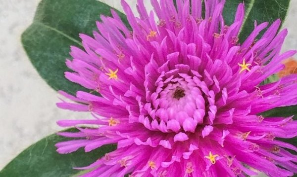pink zazzle gomphrena