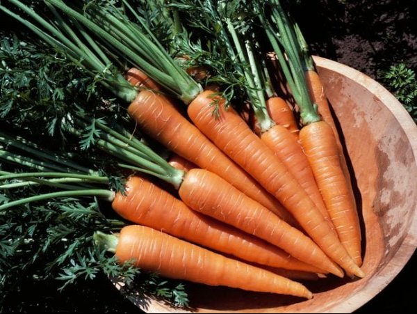 Carrot facts, carrots in Bowl