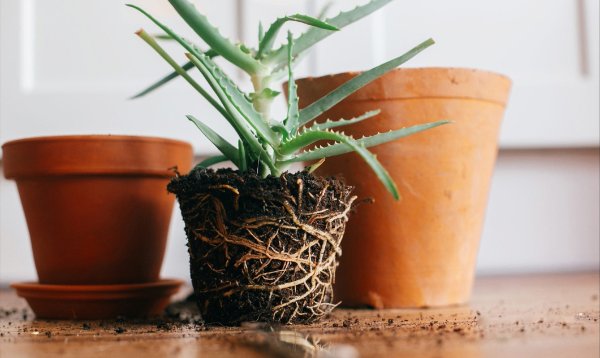 root bound plant, repotting plant. aloe vera with roots in ground repot to bigger clay pot indoors. care of plants. succulent on wooden background. gardening concept