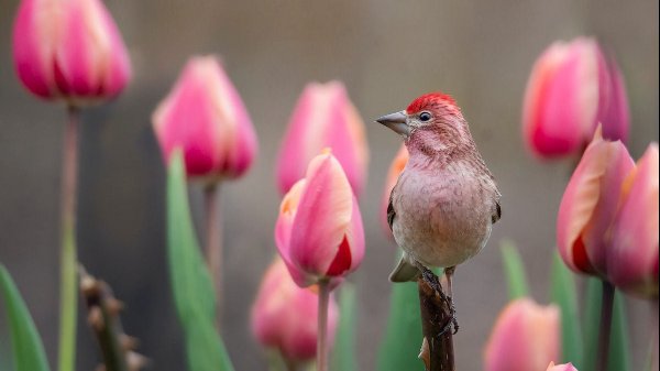 278036593 1 Kristin Terwilliger Bnb Bypc 2021