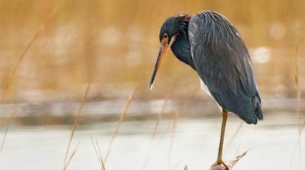 Gregmccabe, tricolored heron