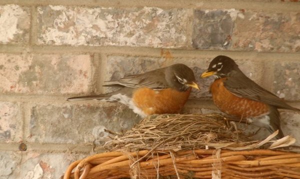Robins care for their nest