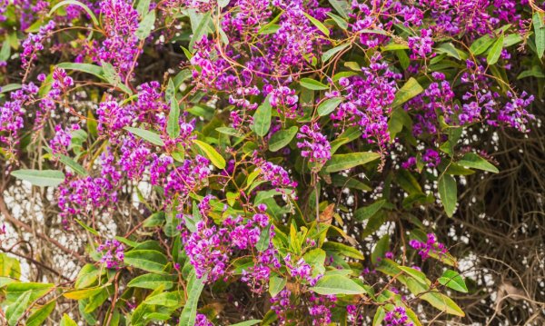 An evergreen plant with beautiful purple-magenta flowers in bloom in the city park. Hardenbergia violacea, Happy Wanderer, blossom