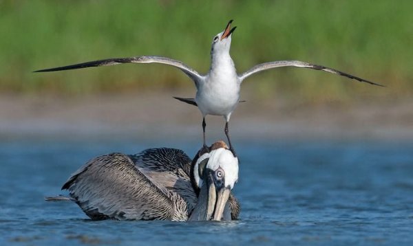 17 Peterbrannon Bbjj19, laughing gull, pelican, funny bird pictures