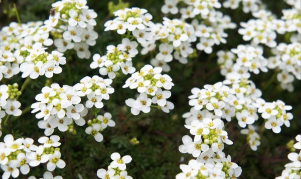 Sweet Alyssum or Lobularia maritima white flowers
