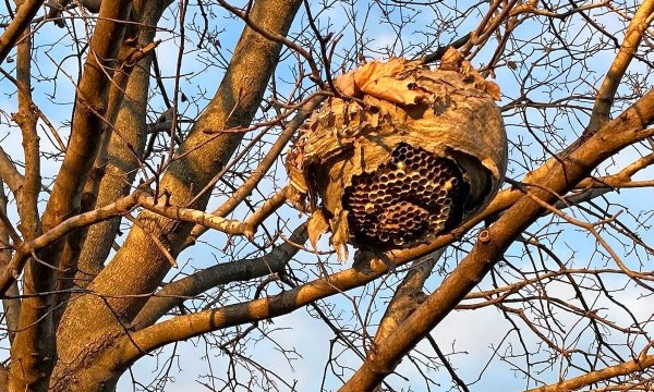 bald faced hornet nest