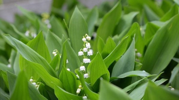 Close up view of lily of the valley blooms and leaves