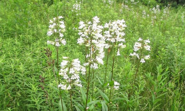 Hummingbirds Love Penstemon Flowers (Beardtongue)