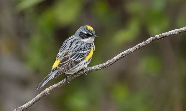 Bird Species