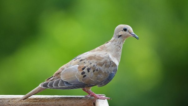 mourning dove lifespan