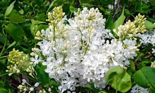 New Age White Lilac