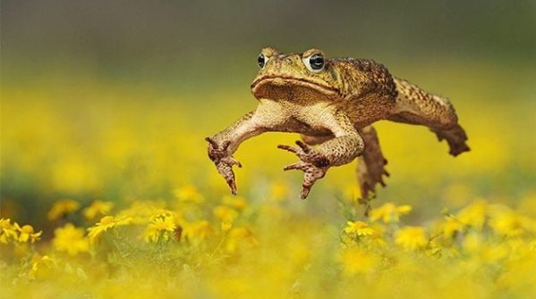 Why garden Toads are Valuable in the Garden 