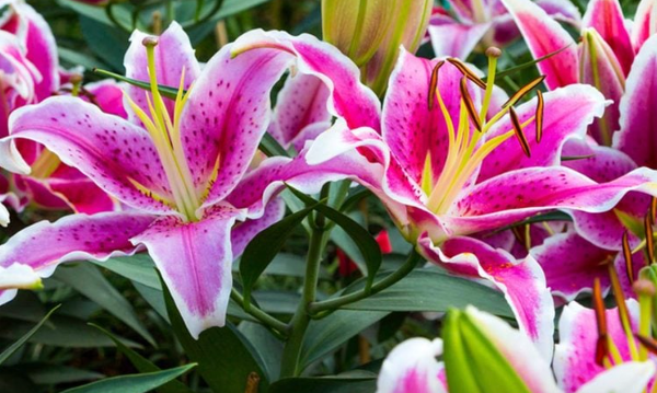 Inexpensive Garden Plants