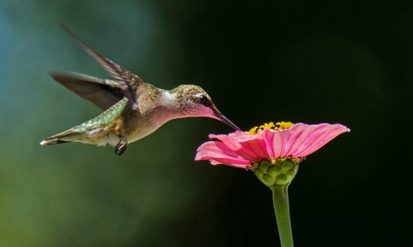 fast growing flowers for hummingbirds, zinnia