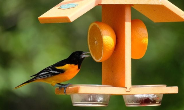 Should You Feed Birds Year-Round?