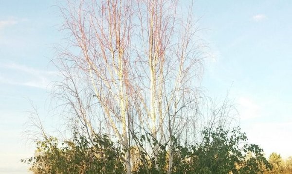 bronze birch borer damage bronze birch borer damage