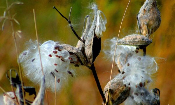 milkweed pods and seeds