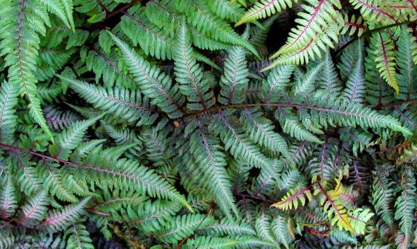 Japanese Painted Fern Shade Garden