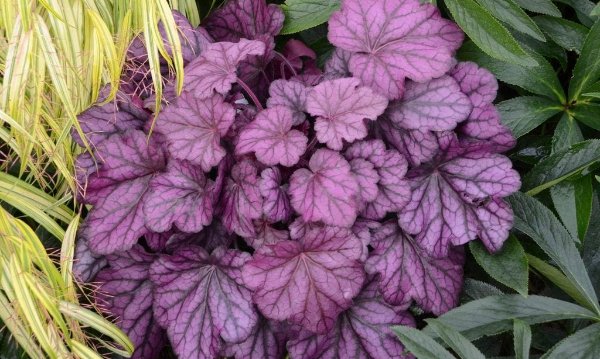 Gardening With a Purpose