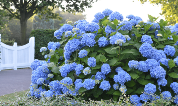 original endless summer hydrangea