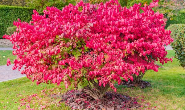 invasive shrubs, burning bush