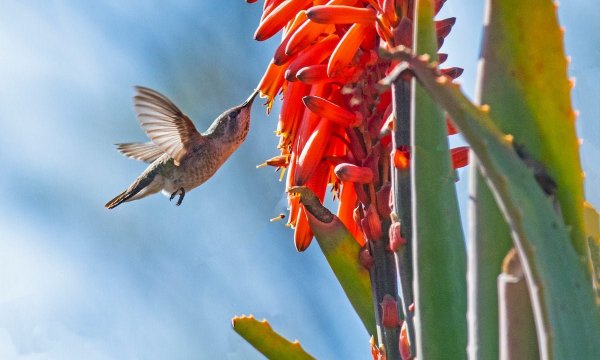 Drought-Tolerant Gardening