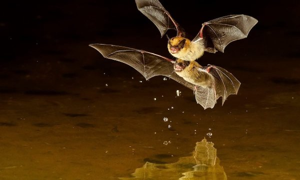 Little Brown Bats, bat facts