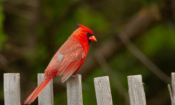 cardinal meaning and symbolism