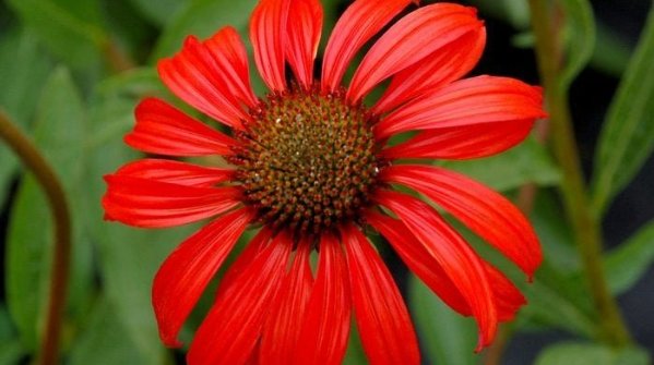 Ball Echinacea Tomato Soup 2b