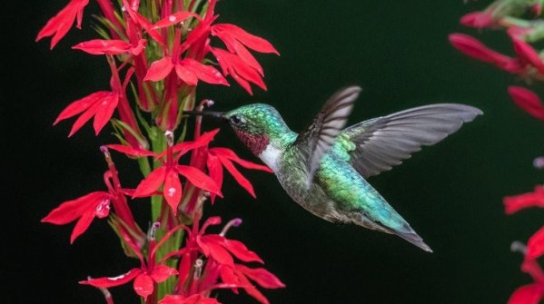 Cardinal flower and hummingbird