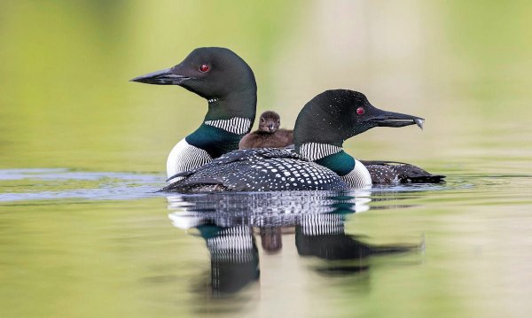 Common Loon Chick Riding On Mother As Father Cruises Past