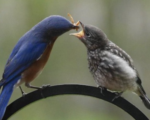 what do baby birds eat